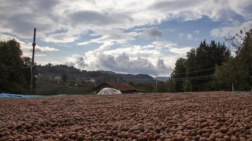 Fındığı yerden toplama ürün kalitesini yükseltiyor