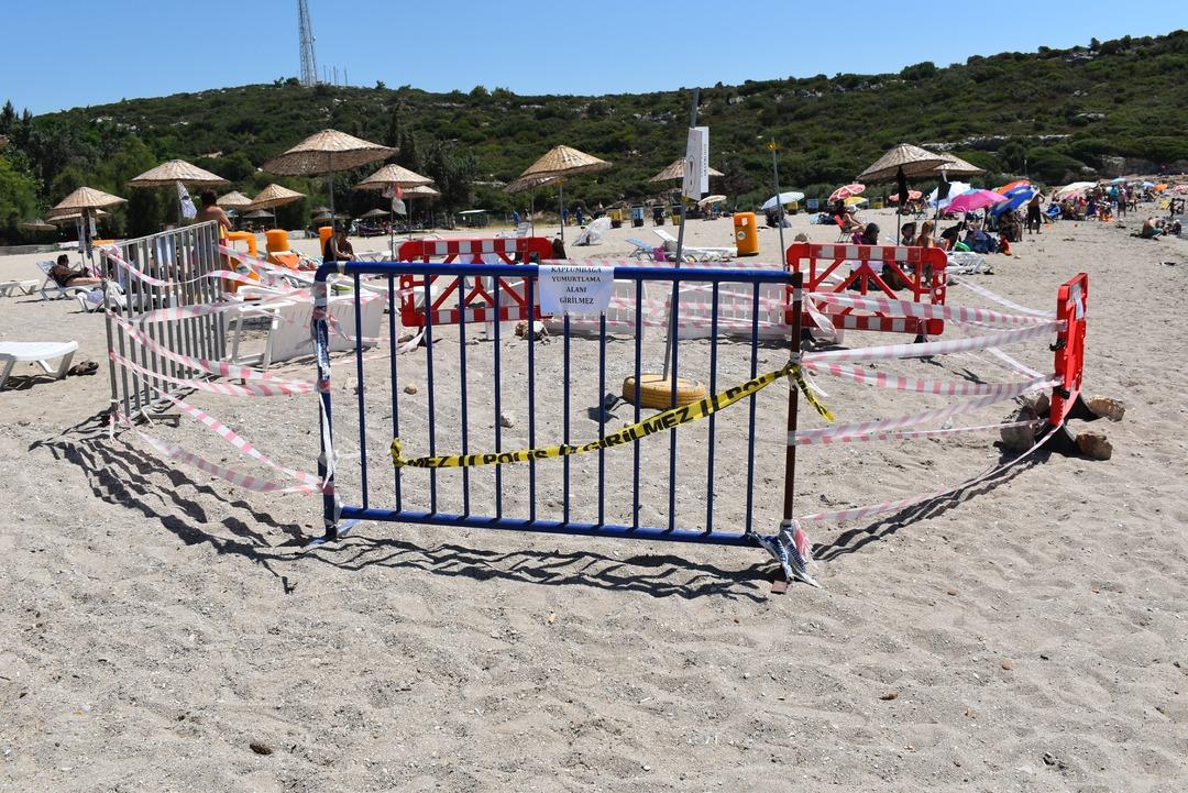 Caretta caretta şaşkınlığı! Bu kez Akdeniz plajlarını değil, orayı tercih ettiler