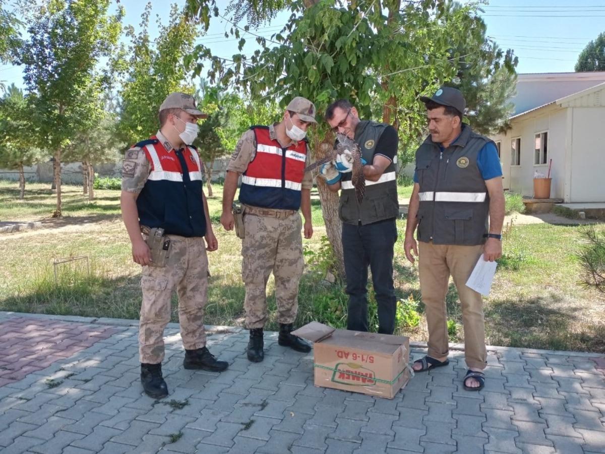 Yaralı doğana Mehmet&ccedil;ik şefkati