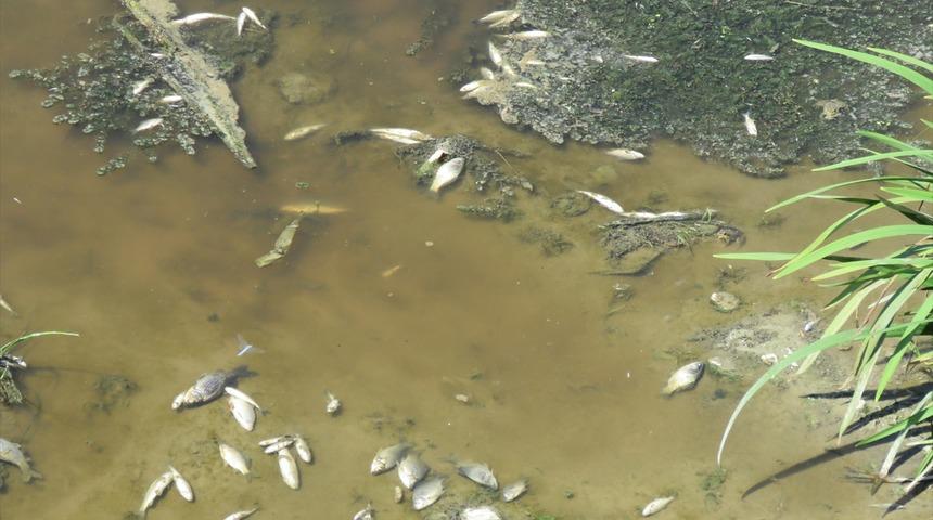 Kırklareli'nde derede balık ölümleri araştırılıyor