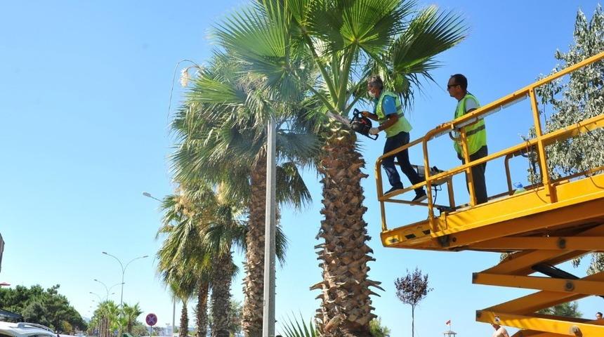 Palmiyeler bakımdan geçti