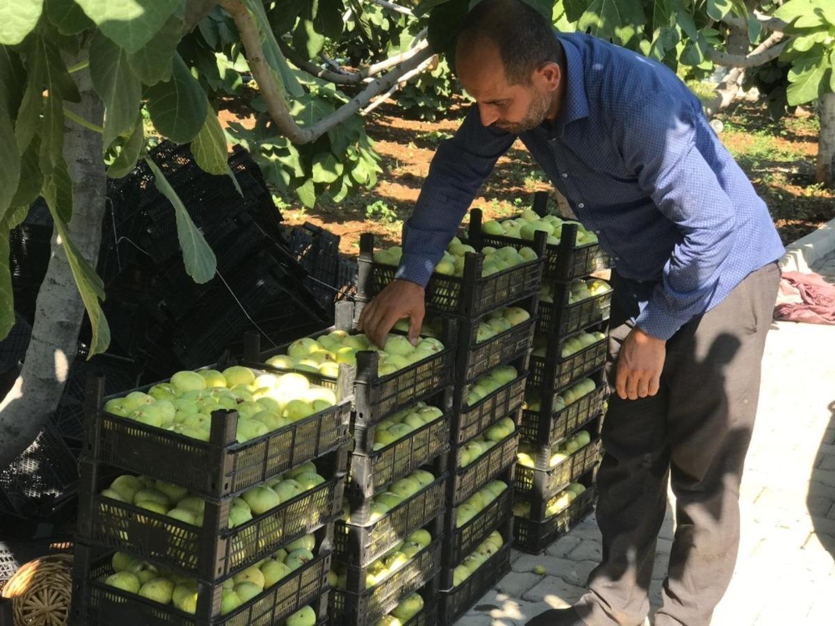 Abbas İnciri&rsquo;nde hasat zamanı