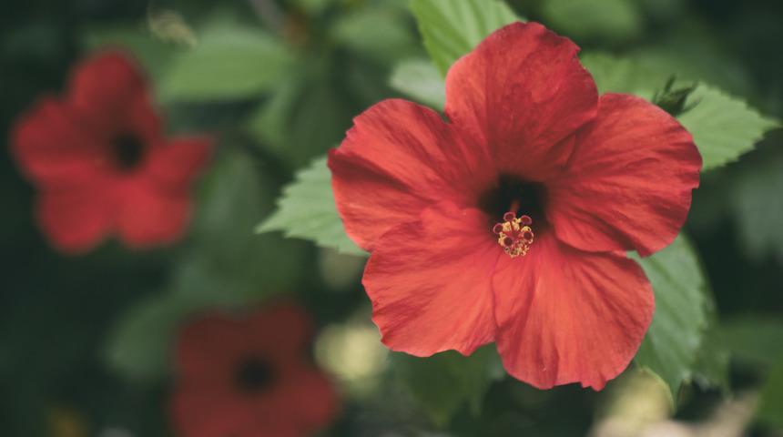 Hatmi çiçeğinin faydaları nelerdir? Ne işe yarar? Nasıl kullanılır?