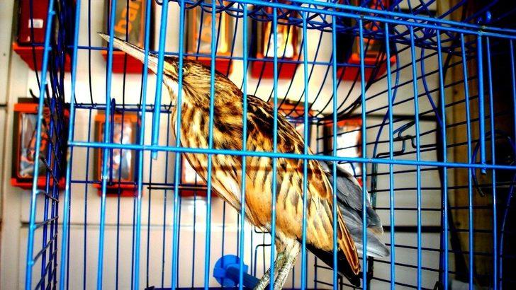 Esnafın duyarlılığı Balaban kuşunun hayatını kurtardı G1