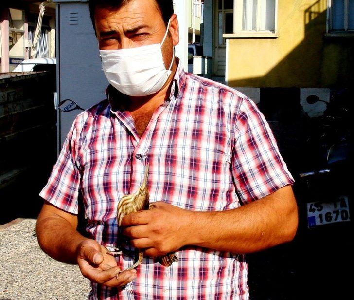 Esnafın duyarlılığı Balaban kuşunun hayatını kurtardı G3