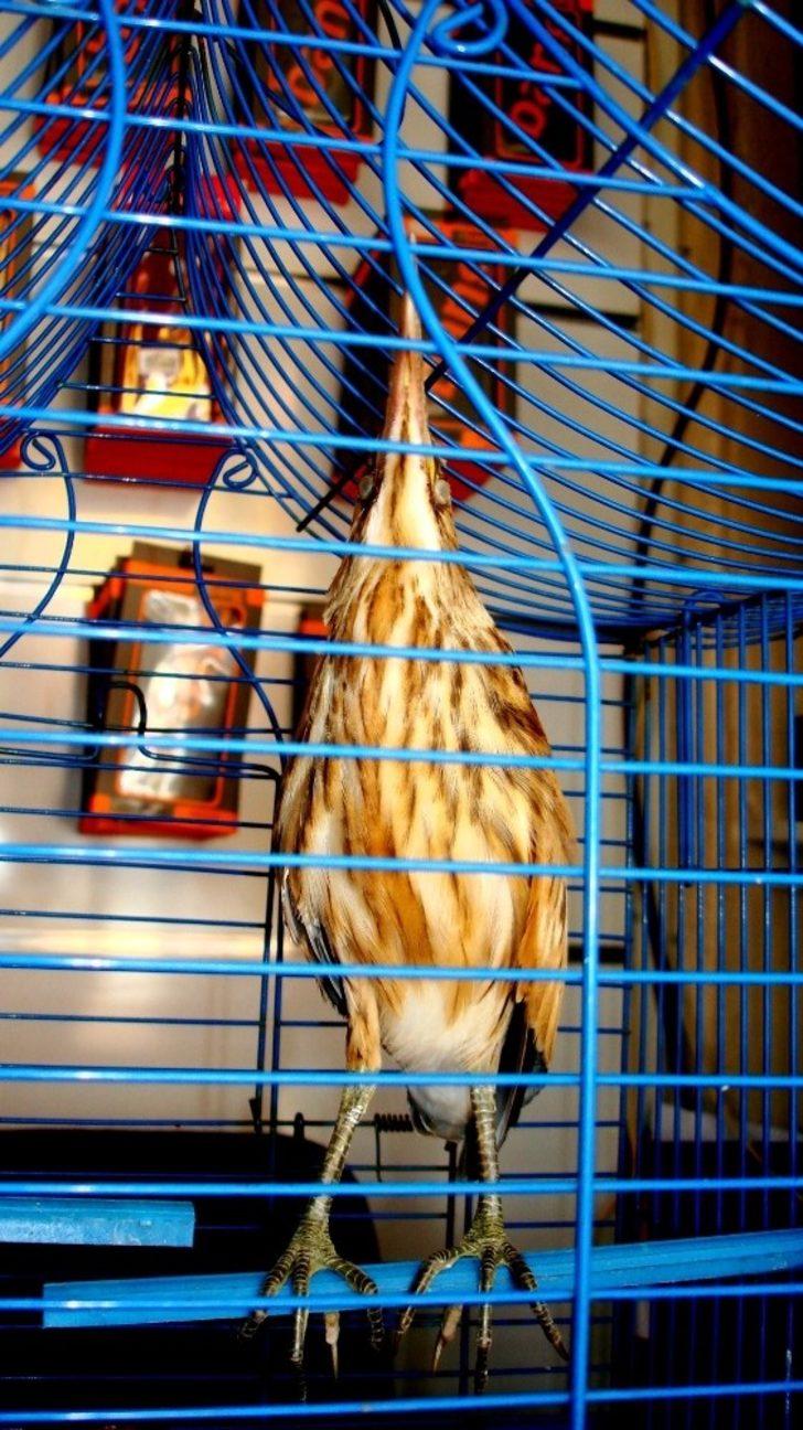 Esnafın duyarlılığı Balaban kuşunun hayatını kurtardı G4