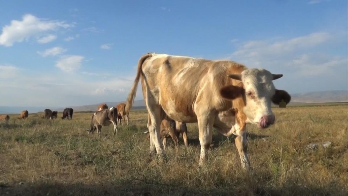 Damızlık alınan boğanın s&uuml;t emmesi sahibini şaşırttı