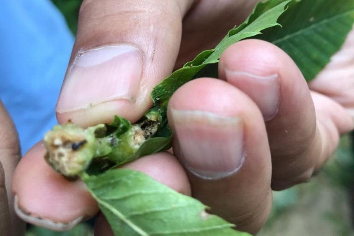 Gal arısına karşı mekanik m&uuml;cadele