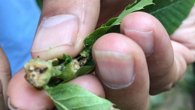 Gal arısına karşı mekanik mücadele