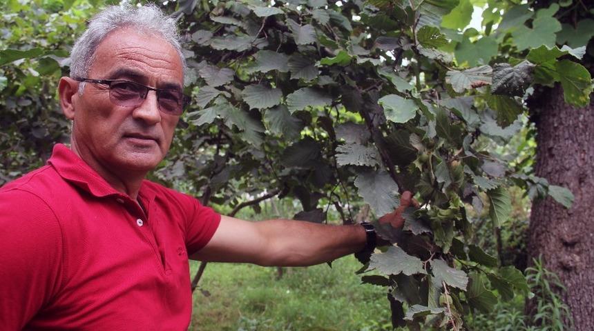 Fındık &uuml;reticisine emanete fındık verme uyarısı