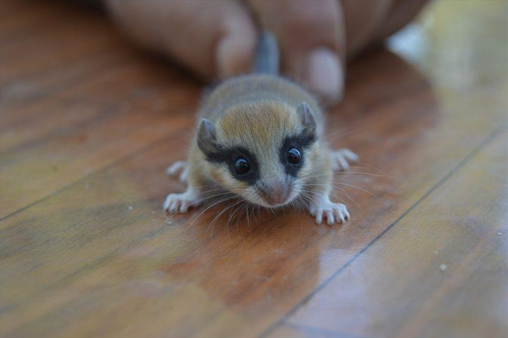 Nesli tehlike altında! Afyonkarahisar'da ağaç yediuyuru şaşkınlığı G1