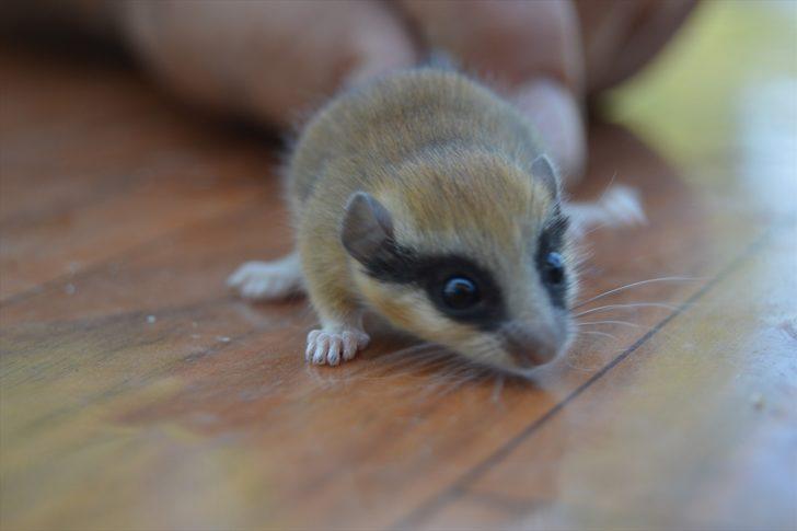 Nesli tehlike altında! Afyonkarahisar'da ağaç yediuyuru şaşkınlığı G2