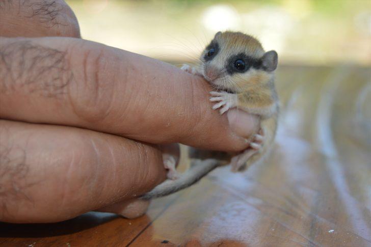 Nesli tehlike altında! Afyonkarahisar'da ağaç yediuyuru şaşkınlığı G3