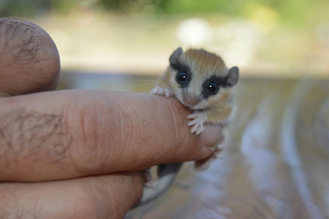 Nesli tehlike altında! Afyonkarahisar'da ağa&ccedil; yediuyuru şaşkınlığı