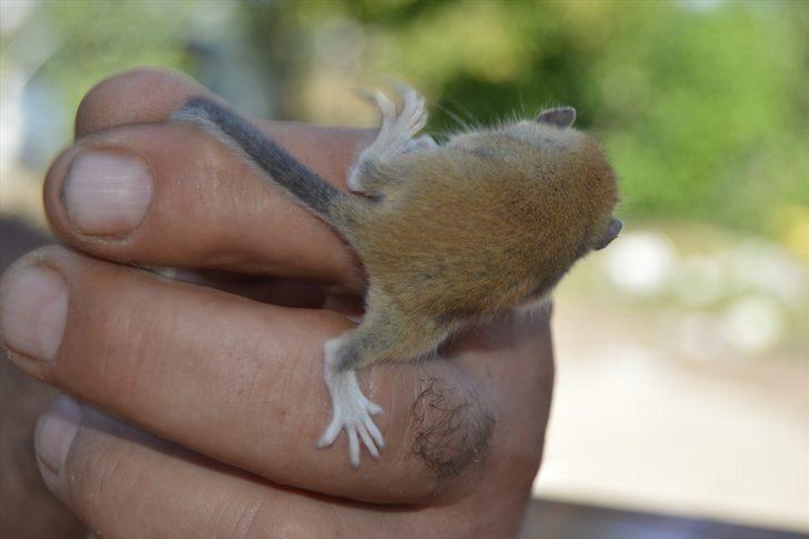 Nesli tehlike altında! Afyonkarahisar'da ağaç yediuyuru şaşkınlığı G5