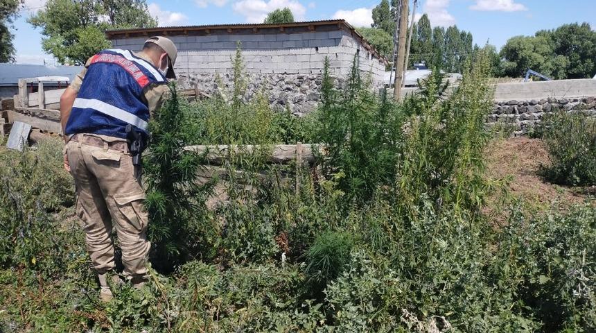 Akyaka’da kenevir ele geçirildi