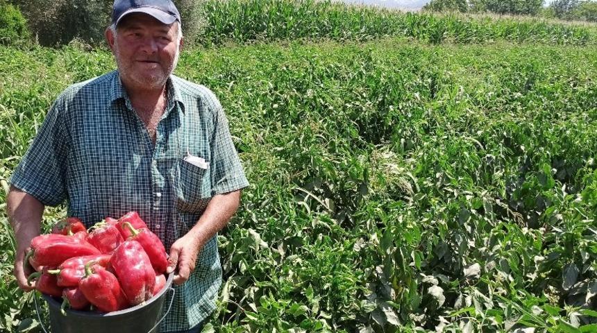 Salçalık kırmızı biber piyasada