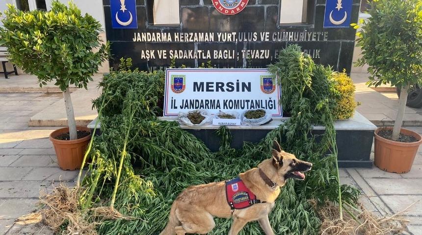 Limon bahçesinde uyuşturucu ele geçirildi