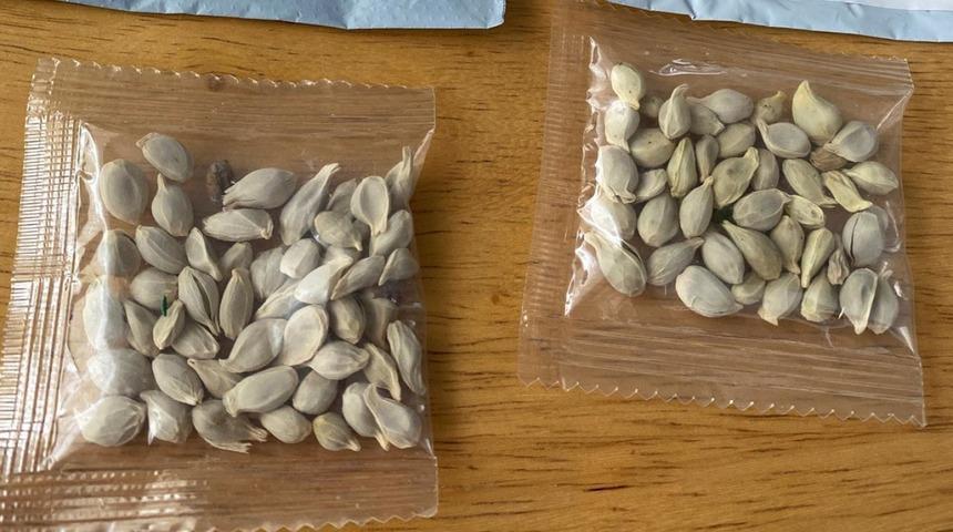 Çin’den gelen gizemli tohumları eken adam konuştu: Çılgın gibi büyüyorlar