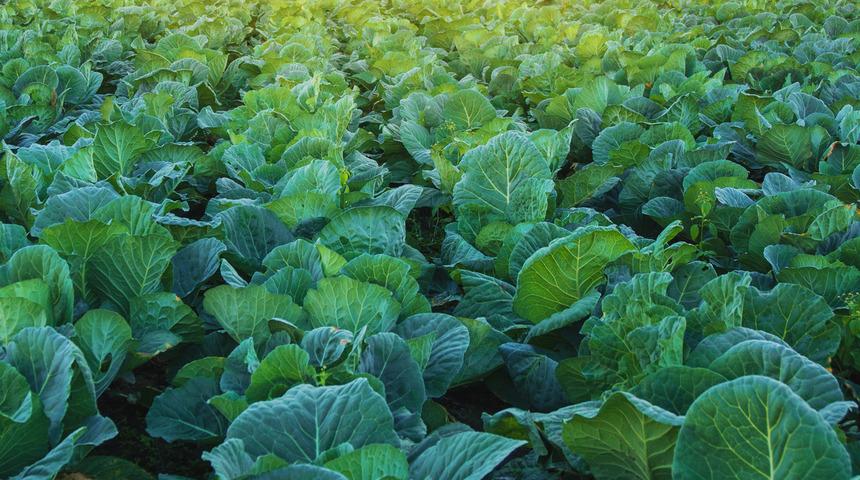 Lahananın faydaları nelerdir? Nasıl pişirilir? Hangi vitaminleri içerir?