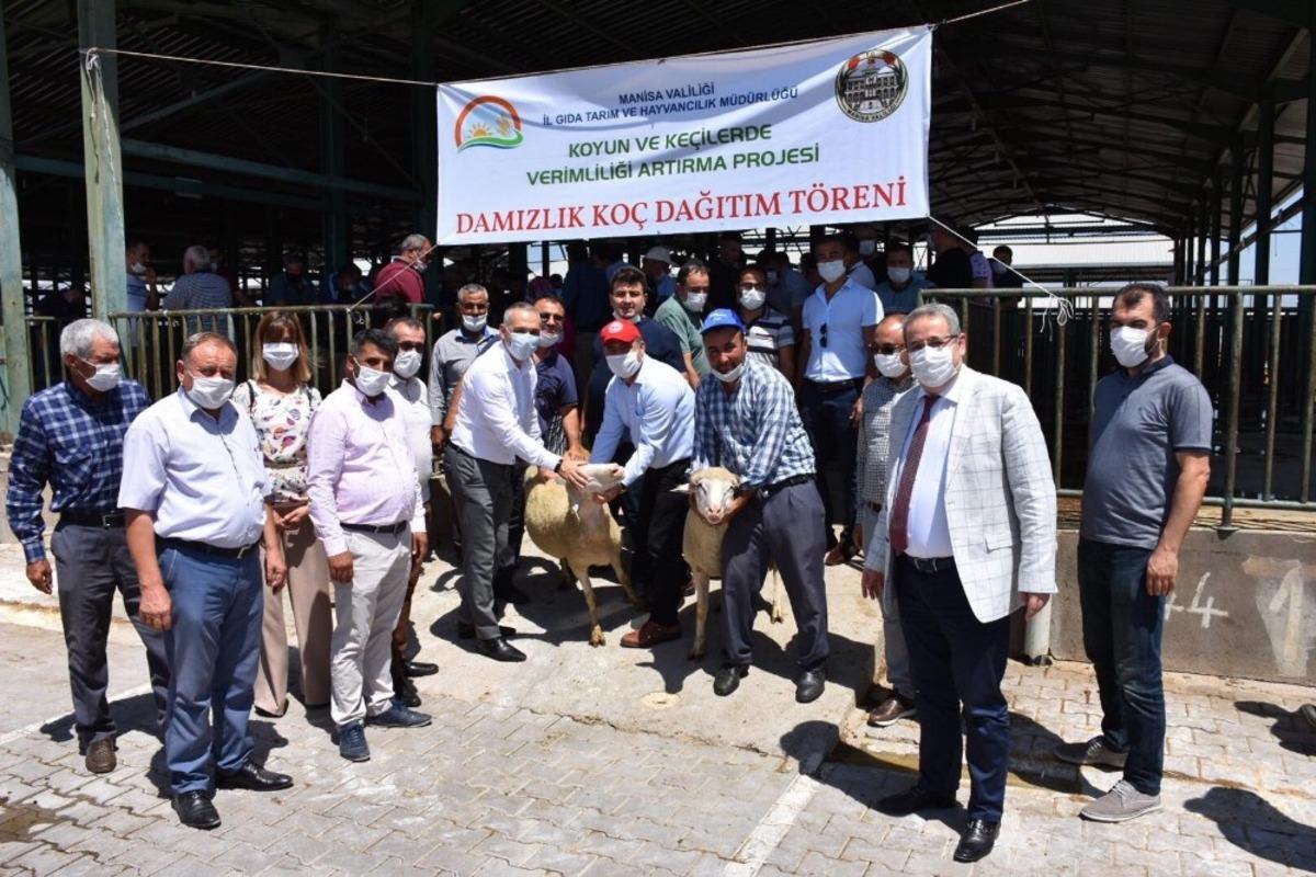 Manisalı yetiştiricilere damızlık ko&ccedil; dağıtıldı