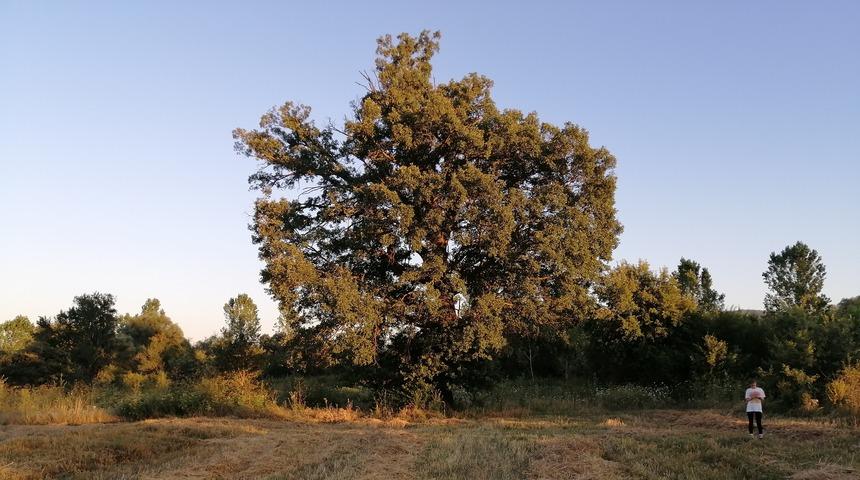 500 yıllık ağa&ccedil; g&ouml;renleri şaşırtıyor