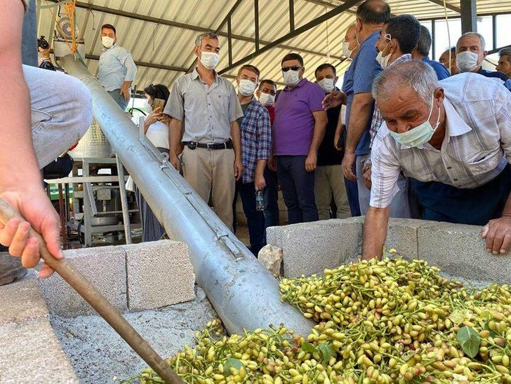 Mut’ta Antep Fıstığı hasadına başlandı G1