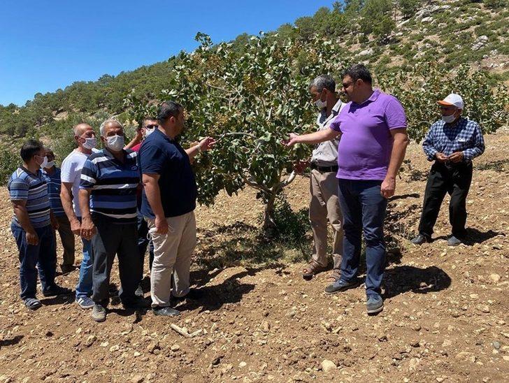 Mut’ta Antep Fıstığı hasadına başlandı G2