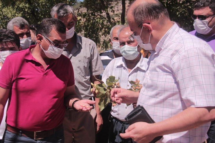 Mut’ta Antep Fıstığı hasadına başlandı G3