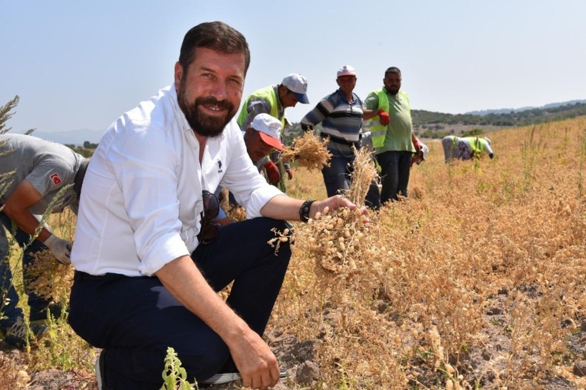 Sındırgı&rsquo;da nohut hasadı yapıldı