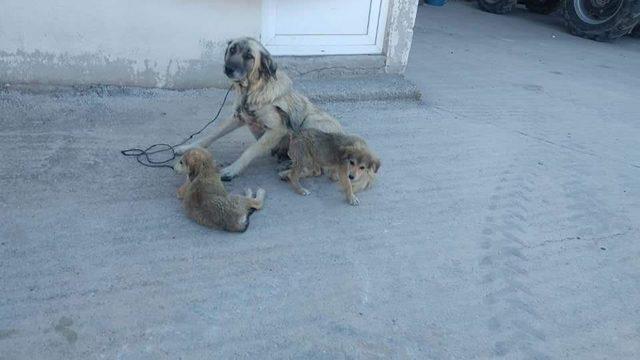 Yaşlı adam köpeğe tecavüz ederken yakalandı