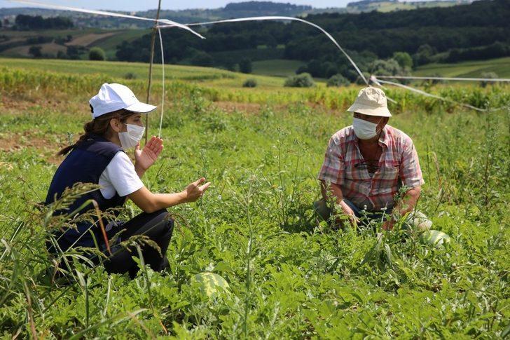 Kandıra Karpuzu ağızları tatlandırıyor G2