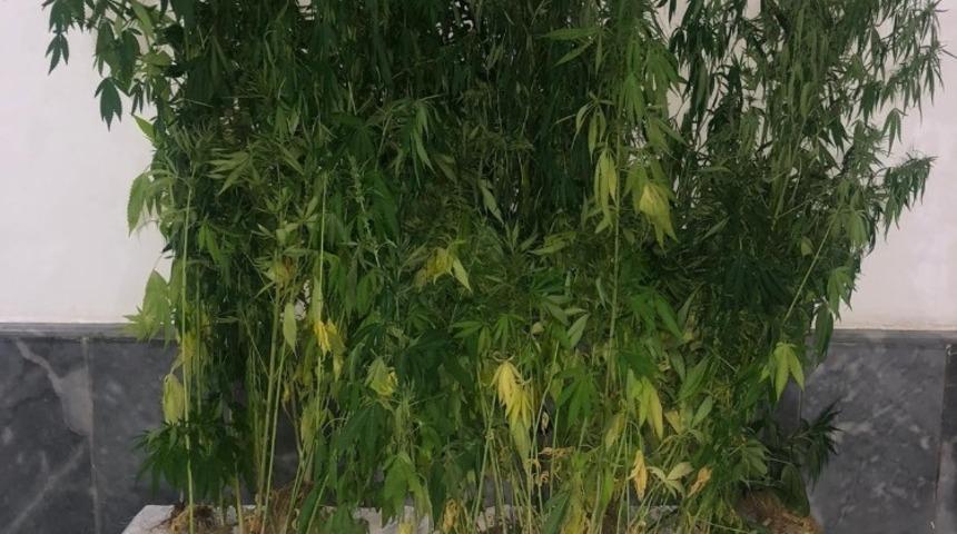 Kenevirler uyuşturucuya d&ouml;n&uuml;şt&uuml;r&uuml;lmeden yakalandı