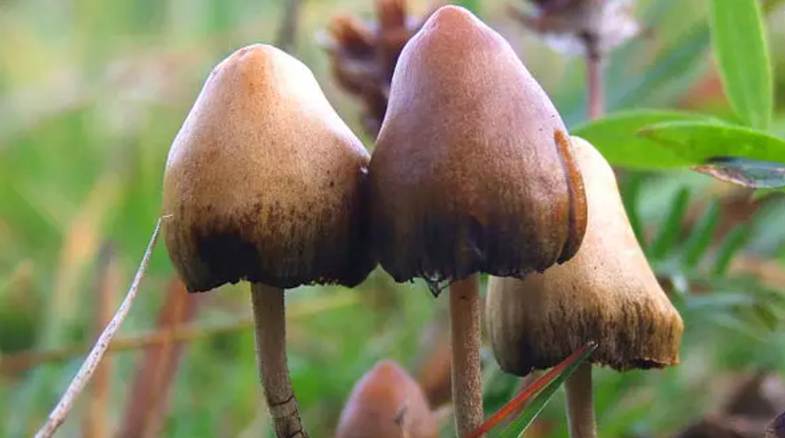 Saykodelik mantar erişimine Kanada&rsquo;dan izin