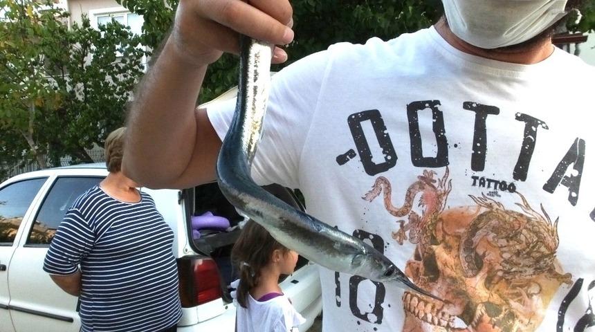 Burhaniye&rsquo;de balık&ccedil;ılar zargana sezonunu a&ccedil;tı