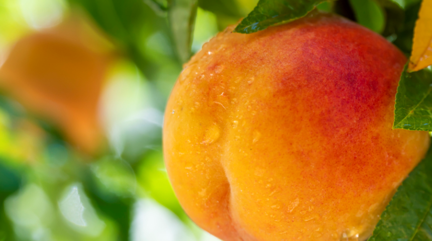 Şeftalinin faydaları nelerdir? Hangi vitaminleri içerir? Ne zaman yenir?