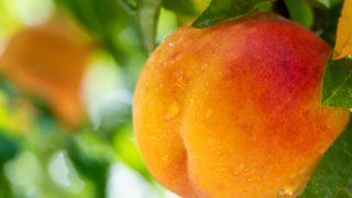 Şeftalinin faydaları nelerdir? Hangi vitaminleri içerir? Ne zaman yenir?