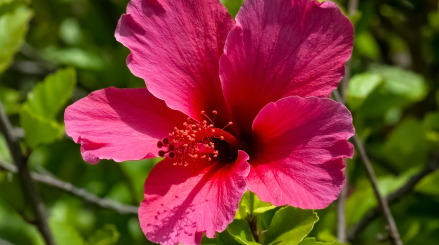 Ebegümecinin faydaları nelerdir? Ne işe yarar? Nasıl kullanılır?