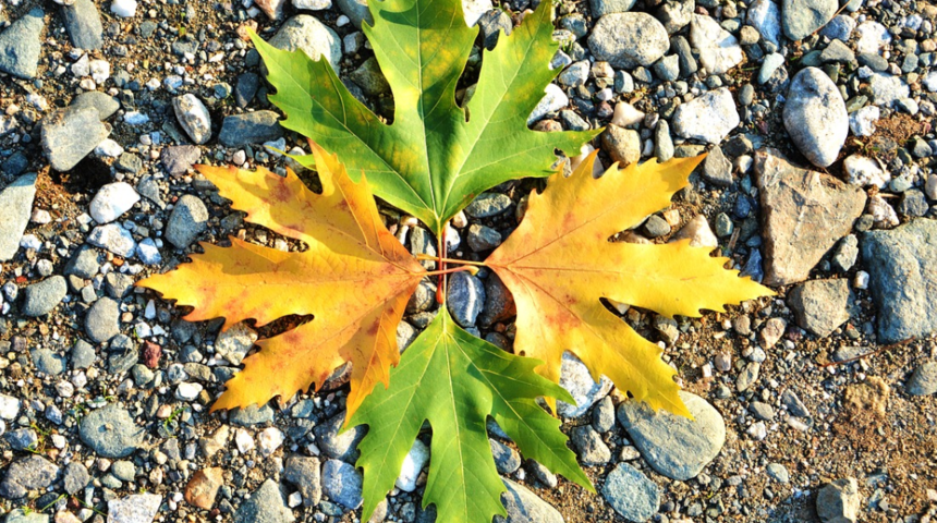 Çınar yaprağının faydaları nelerdir? Ne işe yarar? Nasıl kullanılır?