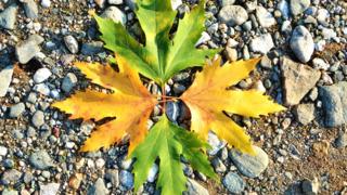 Çınar yaprağının faydaları nelerdir? Ne işe yarar? Nasıl kullanılır?