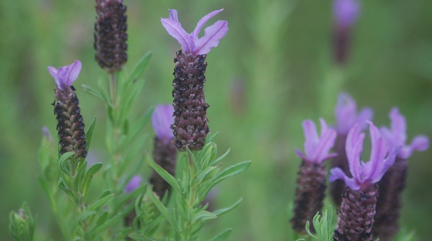 Karabaş otunun faydaları nelerdir? Ne işe yarar? Nasıl kullanılır?