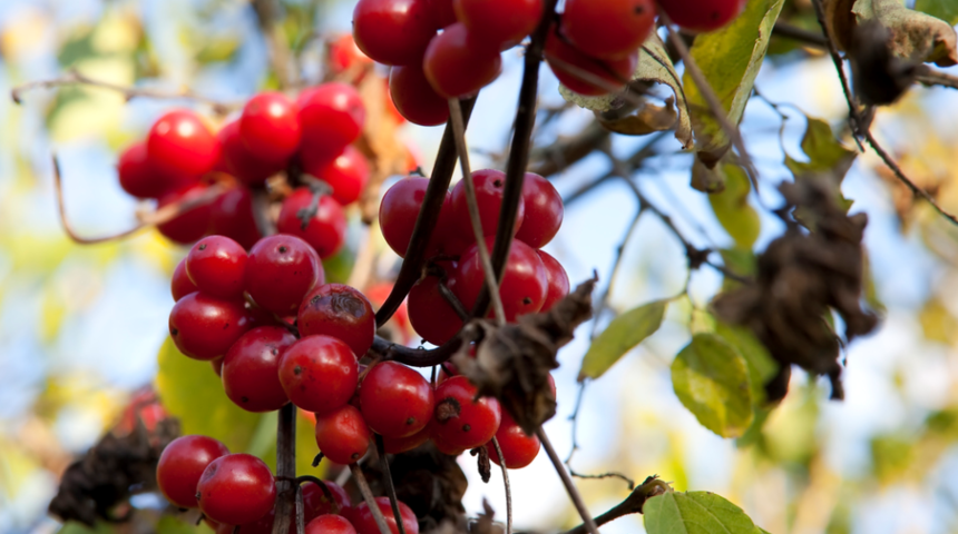 Gilaburunun faydaları nelerdir? Ne işe yarar? Hangi hastalıklara iyi gelir?