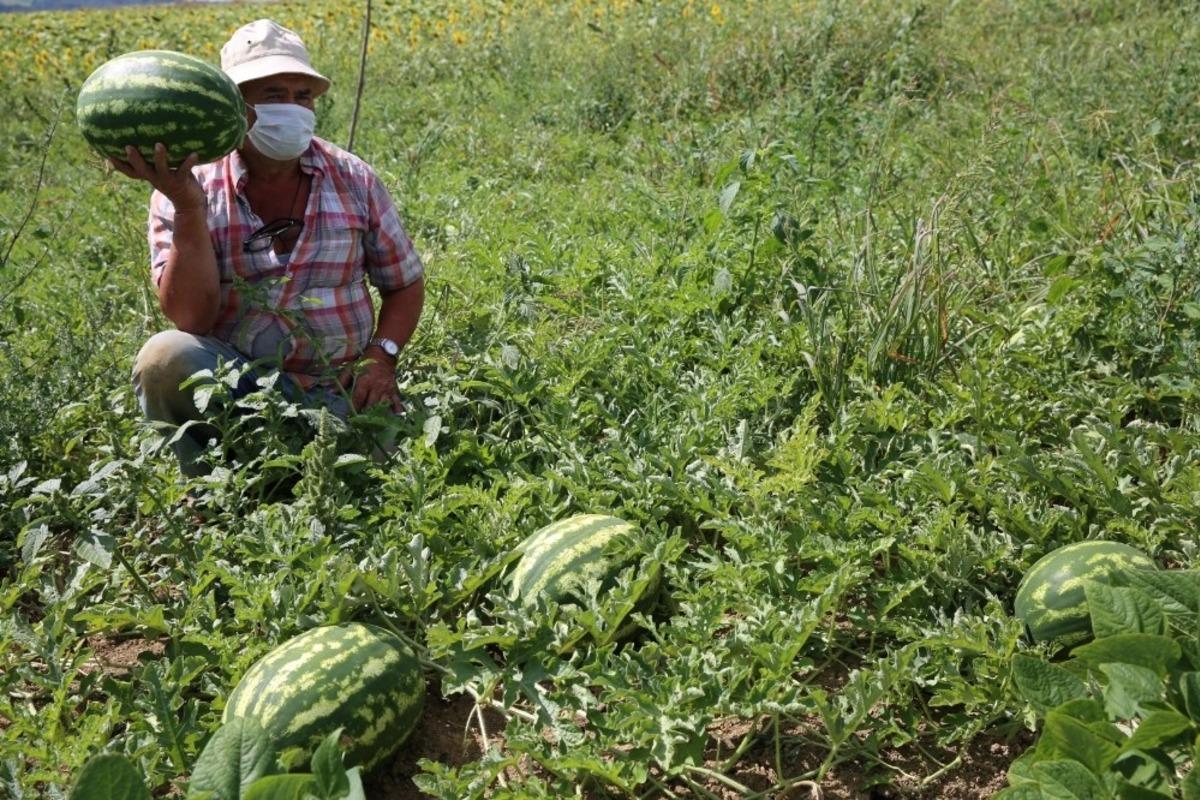 Kandıra karpuzunun marka yolculuğu coğrafi işaret başvurusu ile başladı