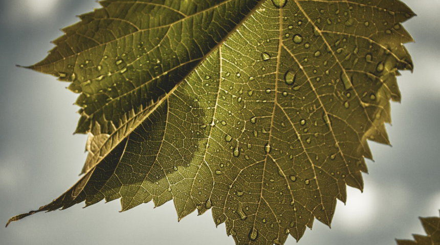 Asma yaprağının faydaları nelerdir? Ne işe yarar? Neye iyi gelir?