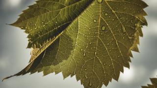 Asma yaprağının faydaları nelerdir? Ne işe yarar? Neye iyi gelir?