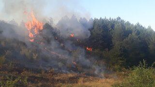 Kastamonu Cide'de orman yangını! Rüzgar nedeniyle kontrol altına alınamıyor