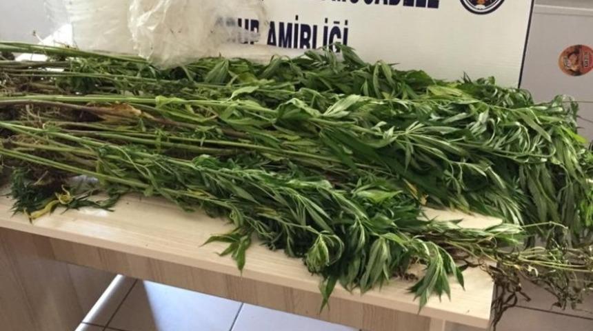 75 k&ouml;k kenevir bitkisi ele ge&ccedil;irildi