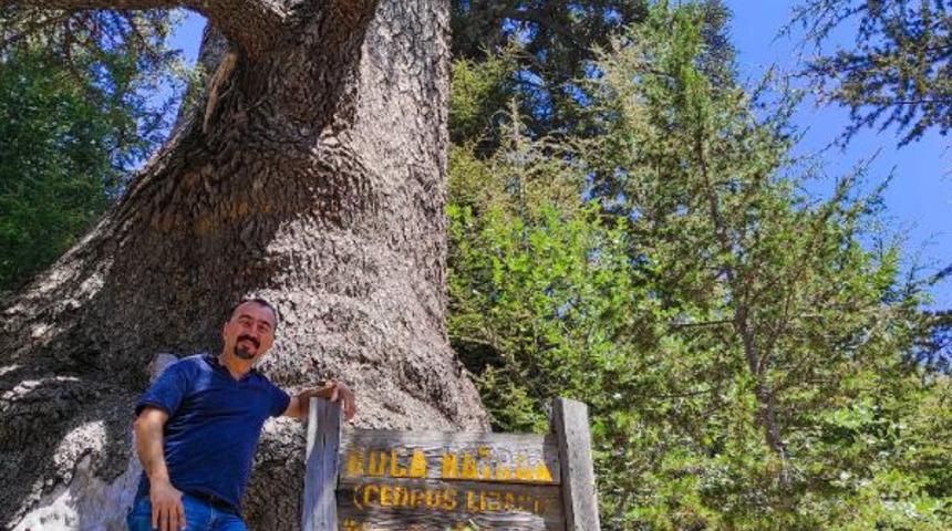 2026 yaşında! Antalya'daki 'Koca Katran' yıllara meydan okuyor