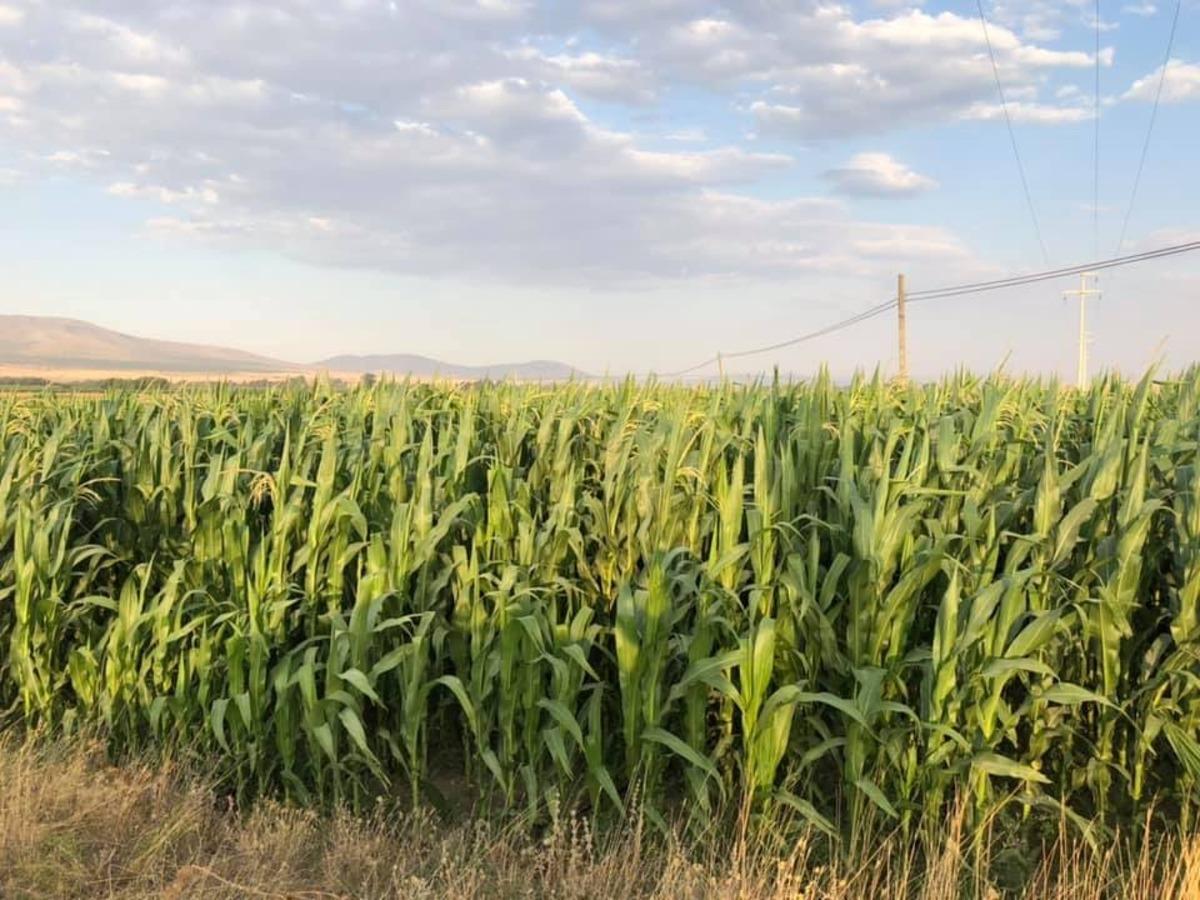 Aslanapa&rsquo;da silajlık mısırda y&uuml;ksek rekolte bekleniyor