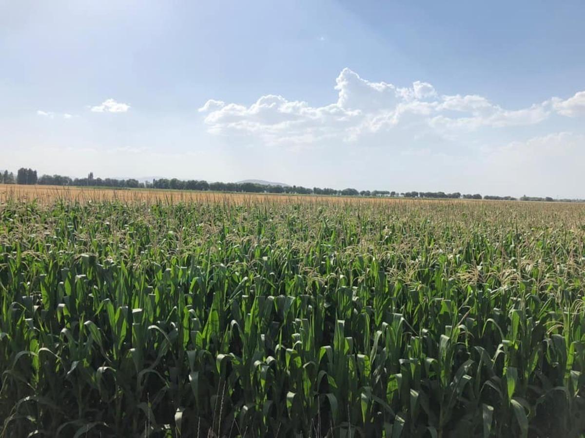 Koyak: Yapılan &ccedil;alışmaların karşılığını aldık